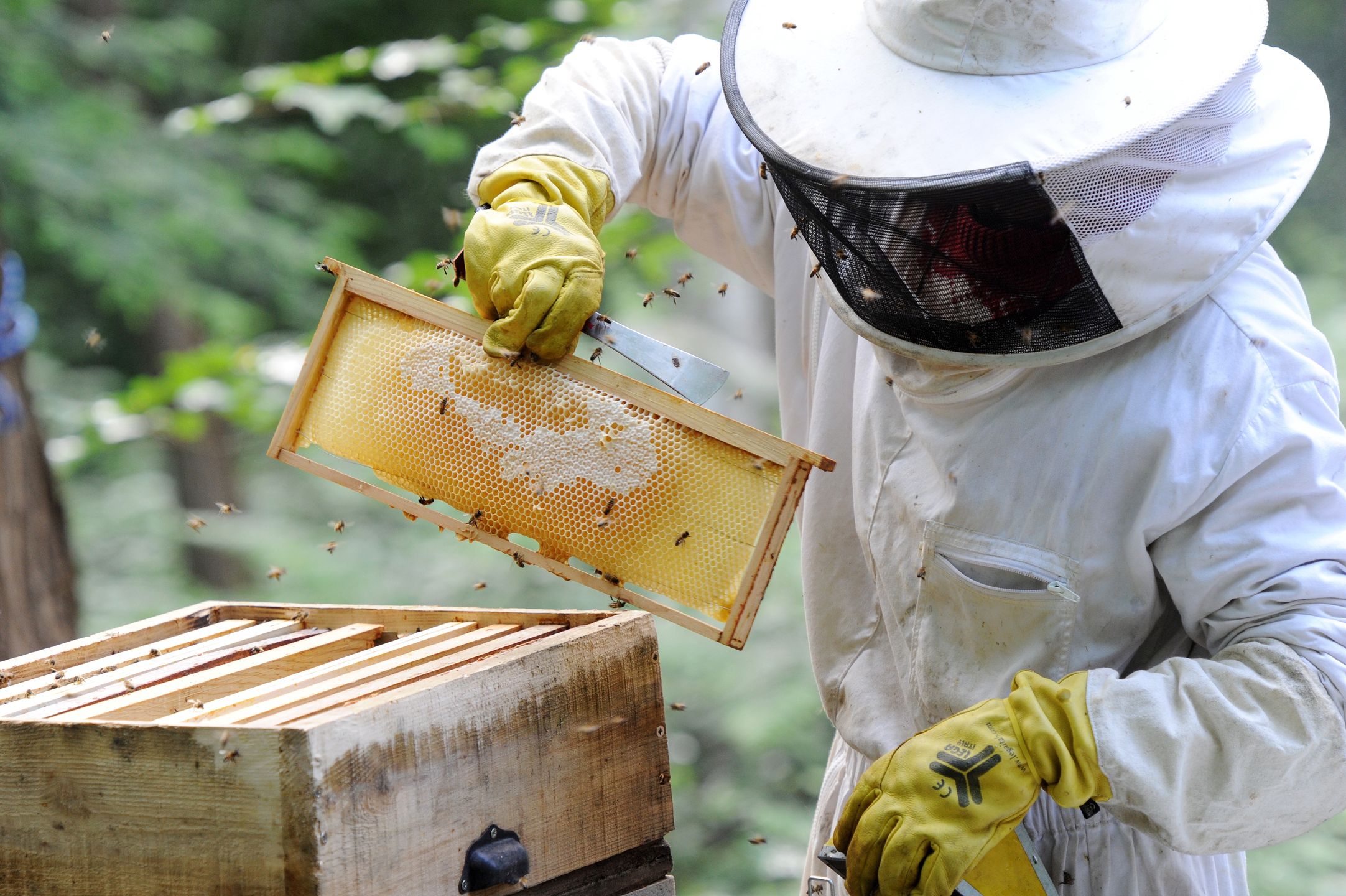 apiculteur, apiculture, ruche, essaim, abeille, printemps, miel, protection, nature, écologie, vert, insectes, seine et marne, arbre, récolte, alvéole, cadre, fumée