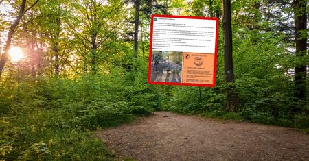 Znów pojawiły się w lesie. Nie wytrzymali. Leśnicy reagują
