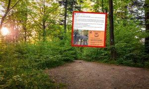 Znów pojawiły się w lesie. Nie wytrzymali. Leśnicy reagują