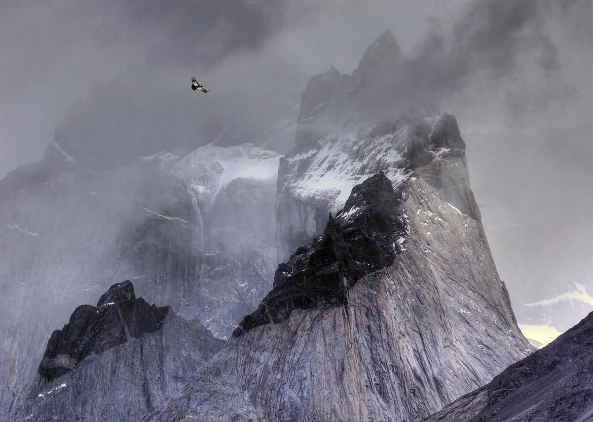 Oto najlepsze zdjęcia ptaków w konkursie Bird Photographer of the Year 2017 3