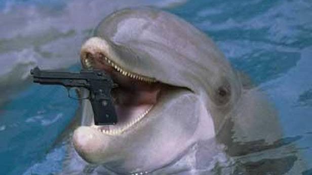 Ukraińskie delfiny – zabójcy, czyli jak media szukają sensacji 1