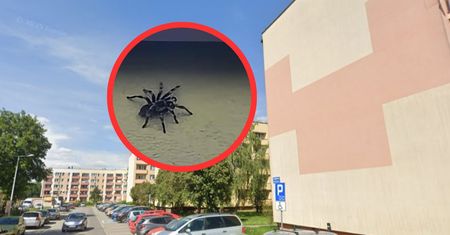 Spacerował po elewacji bloku. Zdjęcie z Brzeszcz