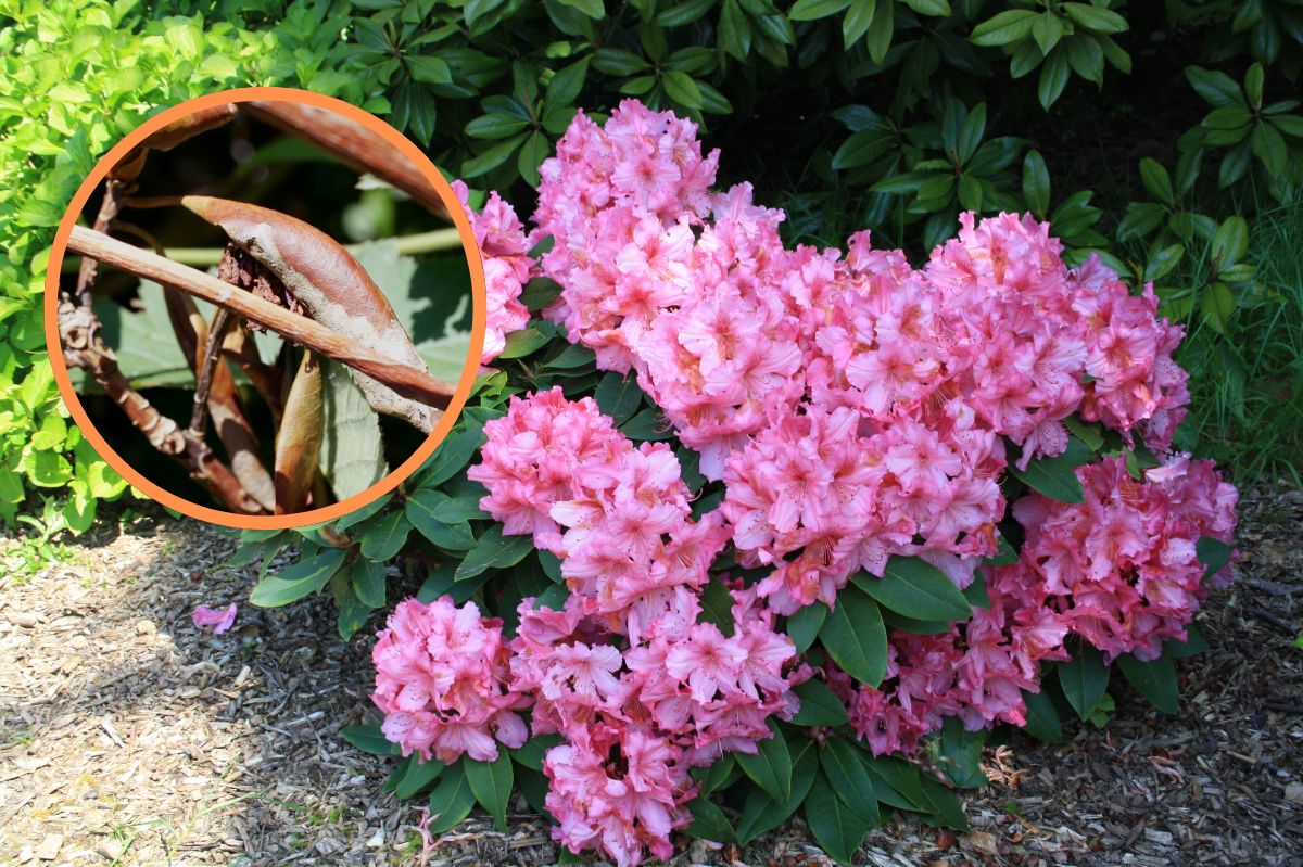 Rododendrony zwinęły liście po zimie? Jeden prosty zabieg rozwiąże problem