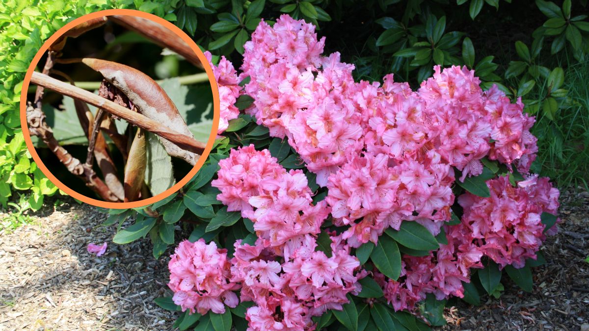 Jak dbać o rododendrona?