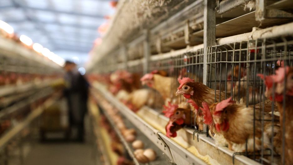 LIAOCHENG, CHINA - NOVEMBER 14: Farmers select eggs for sale at a poultry farm on November 14, 2023 in Liaocheng, Shandong Province of China. (Photo by Ma Hongkun/VCG via Getty Images)