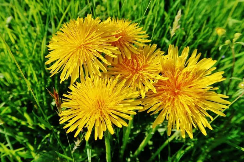 Ten chwast odrasta nawet z 1 cm korzenia. Sprawdź, jak go skutecznie zwalczyć