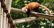 Quo vadis, Firefox?
