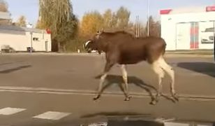 Nietypowy gość spaceruje ulicami wsi. Do sieci trafiło nagranie