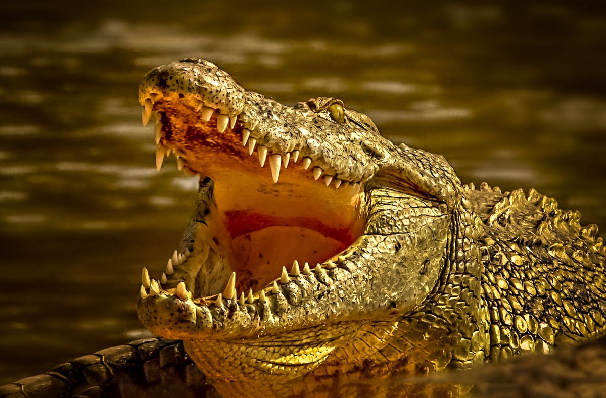 A crocodile unexpectedly appeared on the road.