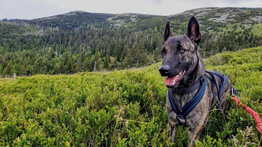 Czort ma 2,5 roku. To pies-ratownik karkonoskiego GOPR-u