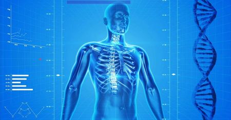 Sprawdź się z podstaw anatomii. Rozpoznasz ludzkie organy na zdjęciach?