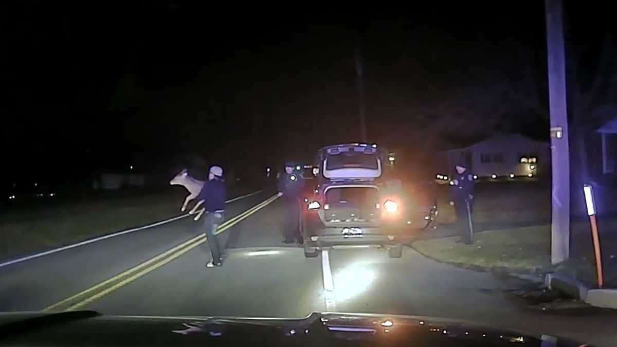 W bagażniku hatchbacka znaleziono żywego jelenia