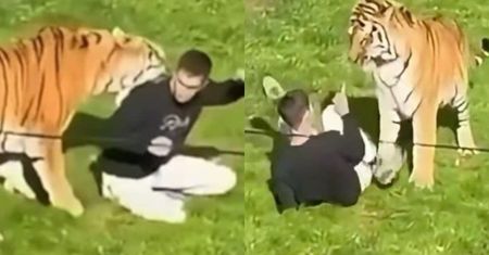 Dramatyczne kulisy tragedii w brytyjskim zoo. Mężczyzna zabity przez tygrysa prawdopodobnie był w spektrum. "Chciał się po prostu POBAWIĆ"