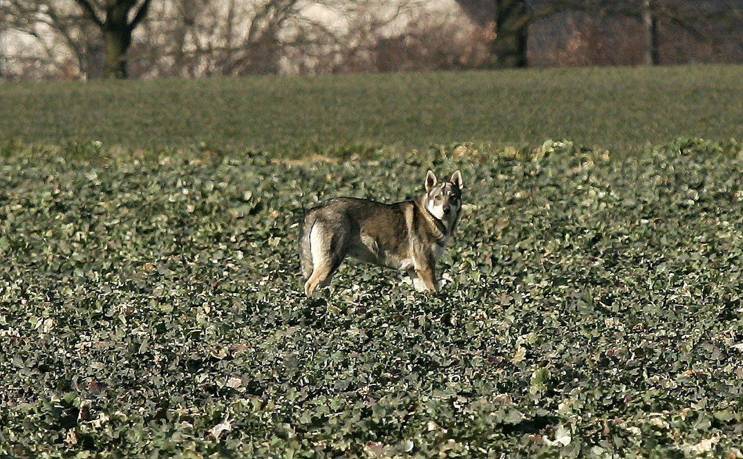 Pieniążkowice: Spór o wilki. Mieszkańcy chcą odstrzału
