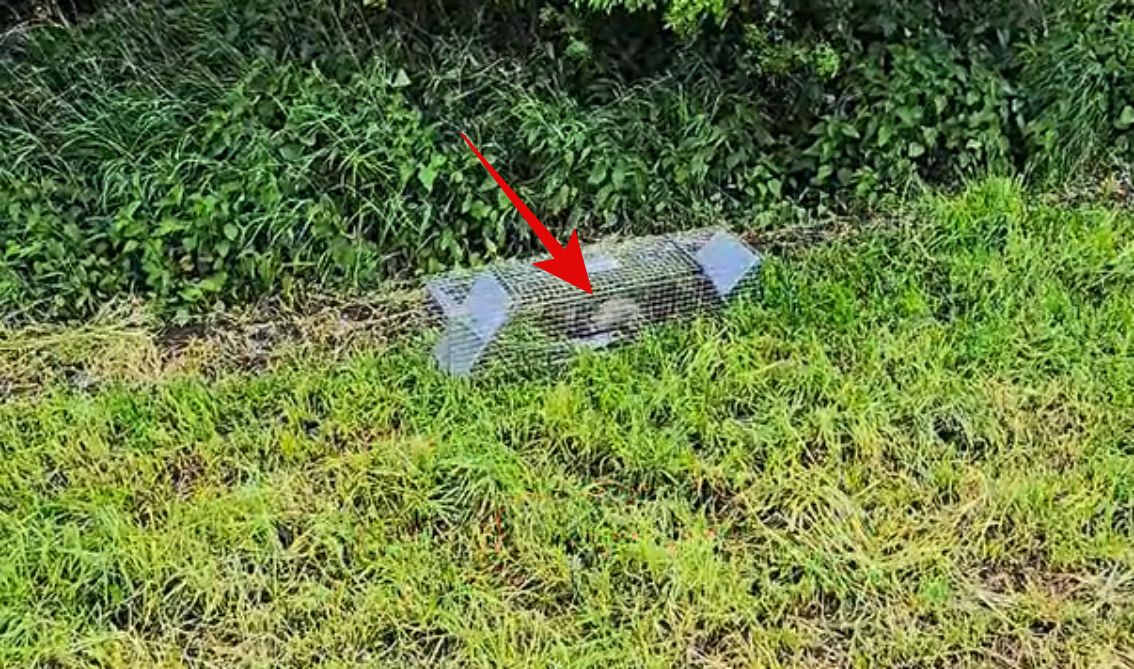 Odwiedził ich taki gość. "Mała, zwinna i bardzo groźna"