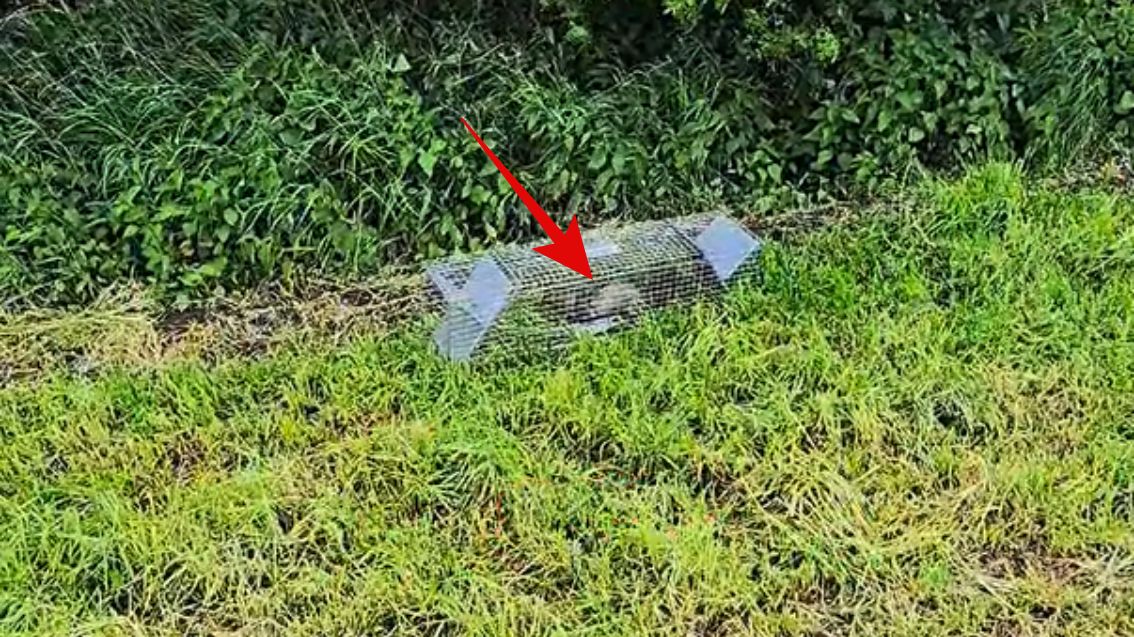 Uchwycili kunę i ją wywieźli.