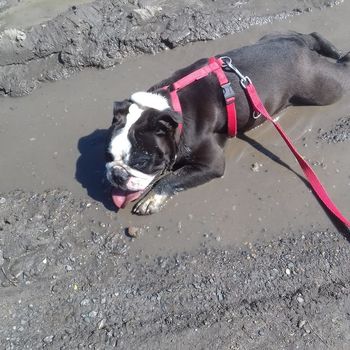 Skierniewice: Jaka opłata za posiadanie psa? Radni zdecydowali