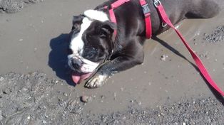 Skierniewice: Jaka opłata za posiadanie psa? Radni zdecydowali