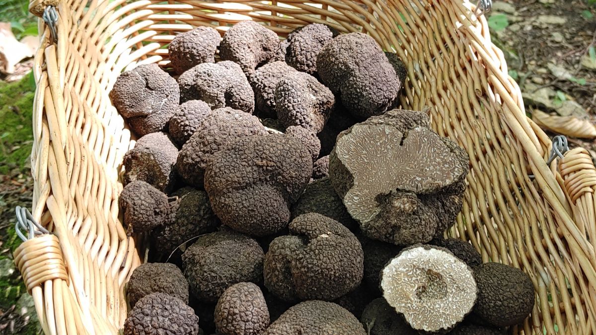 Trufle to grzyby cenione na całym świecie