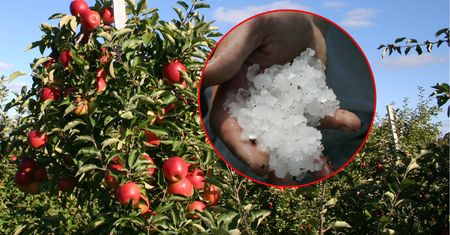 Czegoś takiego nie widzieli od 12 lat. Jabłka spod Grójca nadają się tylko na przetwory