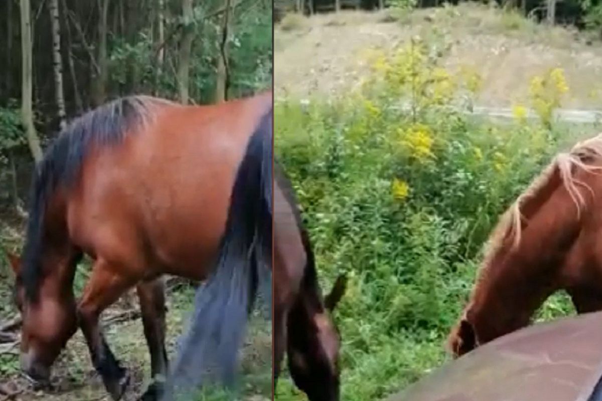 Biegały po drodze krajowej w Świdnicy. Zdziwieni ludzie wezwali policję