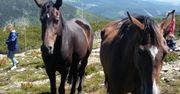 Konie na Śnieżce. Turyści mocno się zdziwili