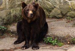 "Widok był straszny". Oto co zastali żołnierze w wyzwolonym ukraińskim mieście