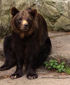 "Widok był straszny". Oto co zastali żołnierze w wyzwolonym ukraińskim mieście