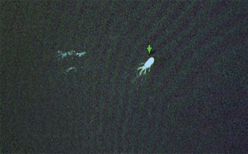 Potwór z Loch Ness uchwycony w Google Maps?
