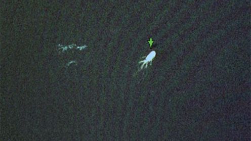 Potwór z Loch Ness uchwycony w Google Maps? 1