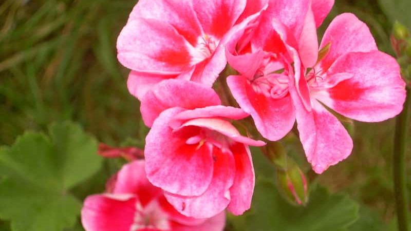 Zbliżenie na kwiatostan pelargonii – zachwycające kolory i pełne płatki