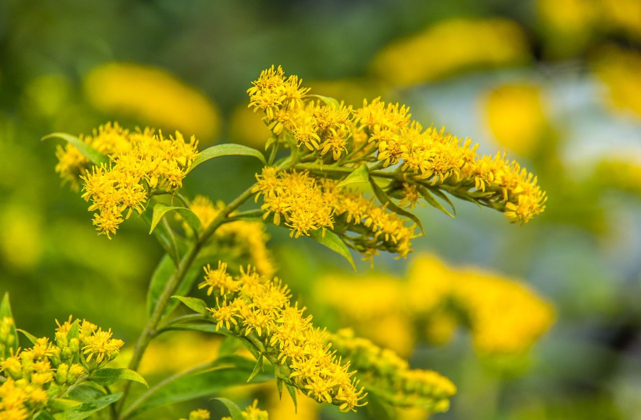 Nawłoć kanadyjska – właściwości, działanie i zastosowanie