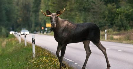 Zamość: Łoś wbiegł pod samochód na DK17. Kierowca trafił do szpitala