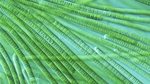 Samorozpuszczające się sinice kluczem do nowych biopaliw? 1