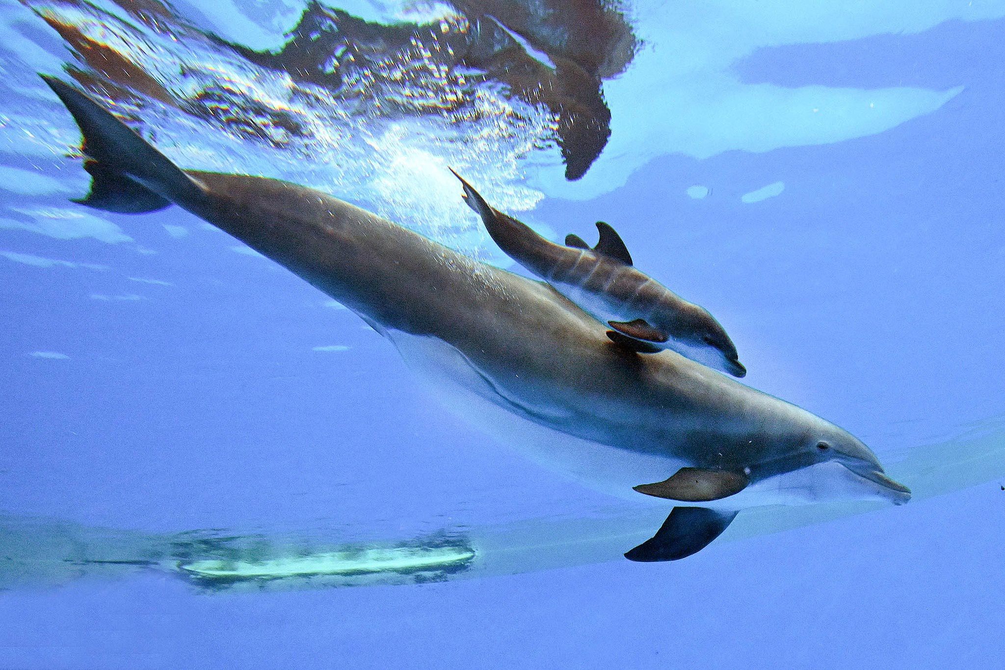  Nie żyje delfin urodzony w zoo Brookfield w Chicago