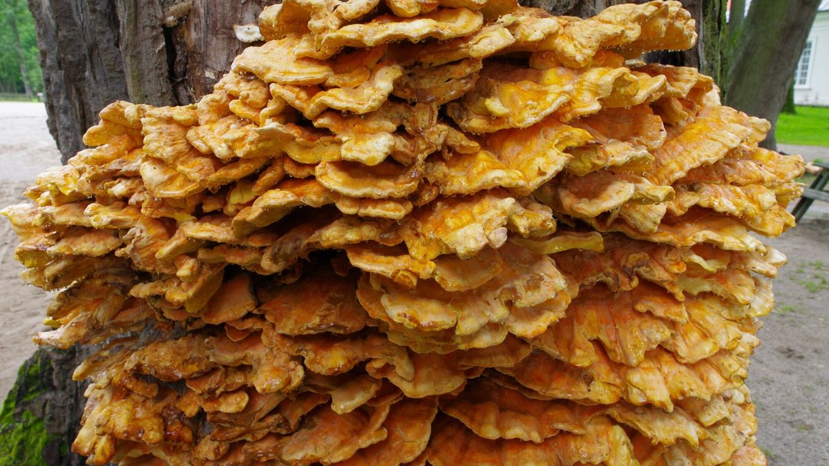 Żółciak siarkowy w polskich lasach. Można go jeść?