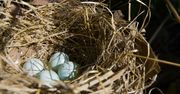 Szok w Holandii. Niewiarygodne, z czego budują gniazda