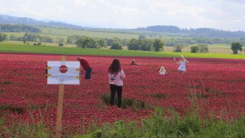 Przejeżdżają setki kilometrów. Niszczą pola. Rolnicy są załamani