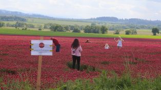 Niszczą pola. Rolnicy są załamani. "Miesiące naszej pracy"