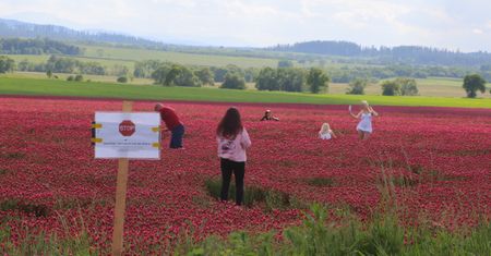 Niszczą pola. Rolnicy są załamani. "Miesiące naszej pracy"