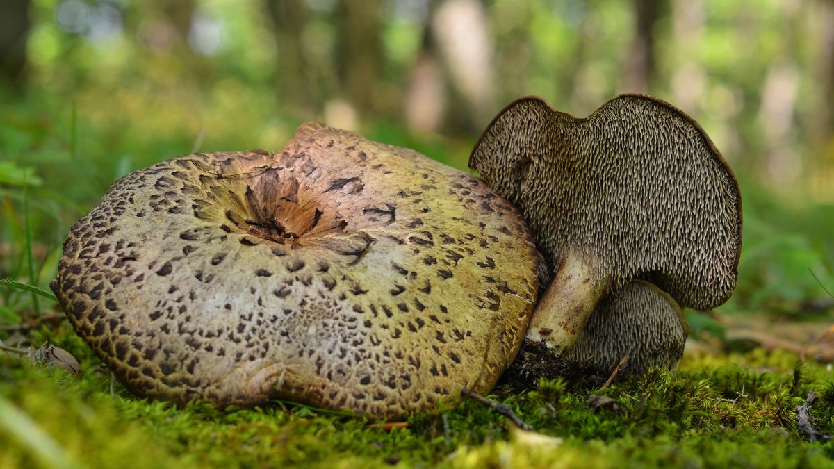 Grzyb o charakterystycznej nazwie potocznej