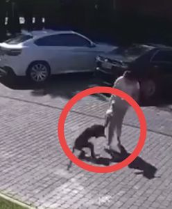 Małpa uciekła z posesji milionera. Zmasakrowała 2-latkę