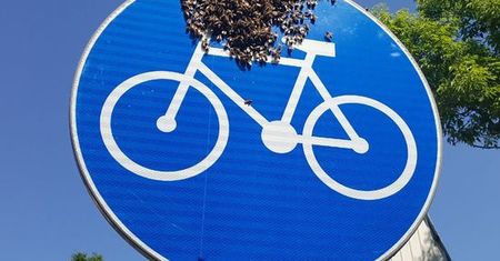 Warszawa. Pszczoły na rowerze. Rój dojechał do pasieki