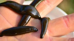 Alopatia - co warto o niej wiedzieć?