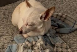 Chihuahua bije rekord Guinnessa. Jest najstarszym psem świata
