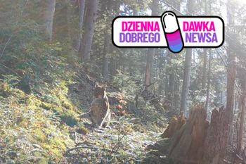 "Leśny duch Roztocza". Uchwyciły go kamery