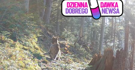 "Leśny duch Roztocza". Uchwyciły go kamery