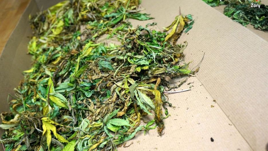 35-latek z Katowic zajmował się hodowlą konopi indyjskich.