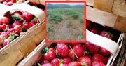 "Samozbiory odwołane". Rolnicy pokazali pole. Wystarczył 1 dzień