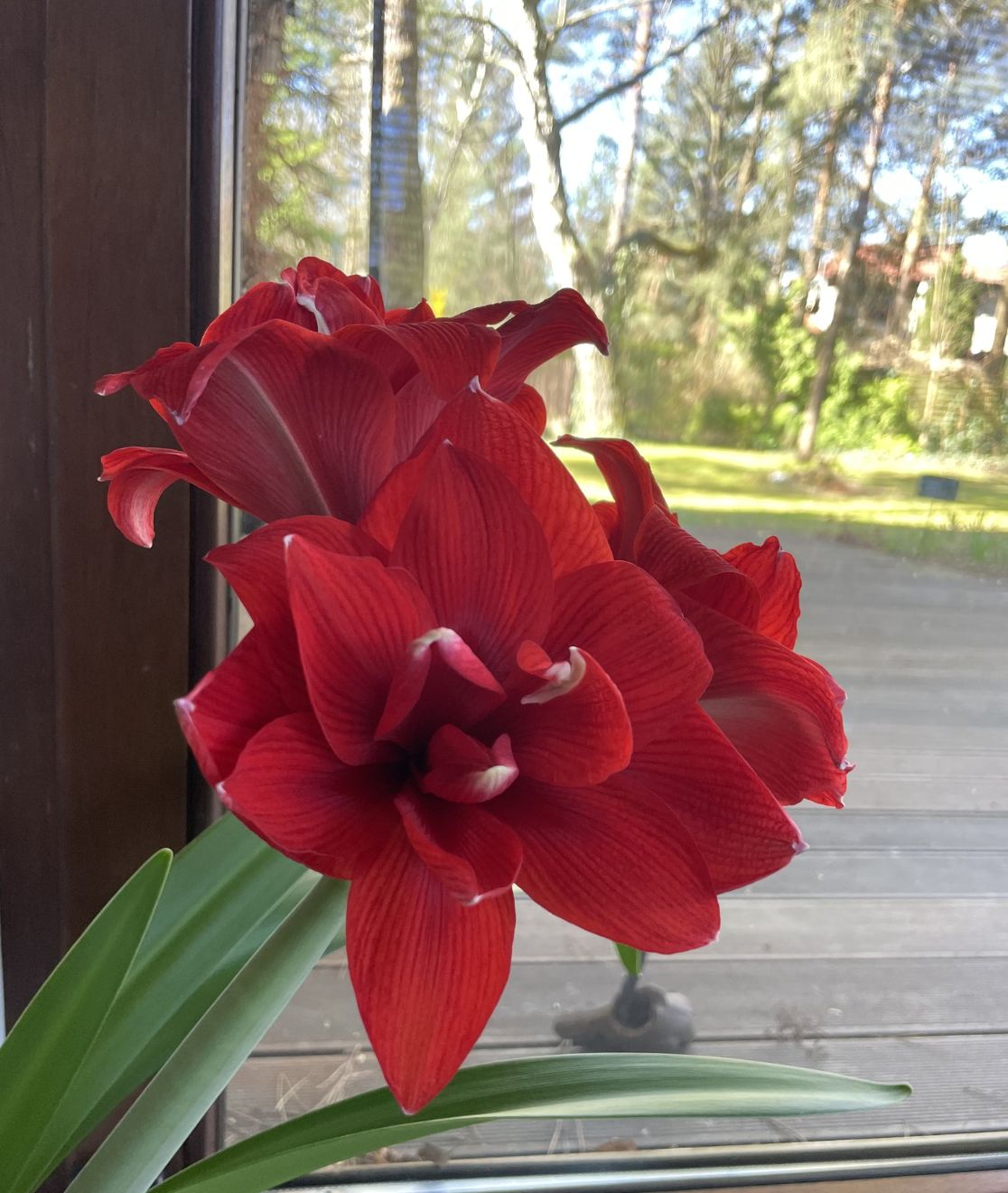 Widok z okna domu Artura Barcisia